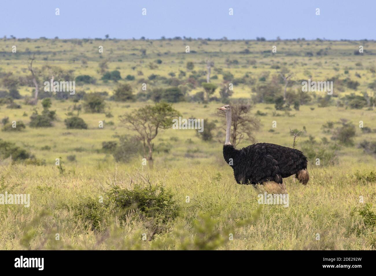 Autruche d'Afrique du Sud (Struthio camelus australis) mâle sur la savane verte dans la savane de bushveld Satara du parc national Kruger en Afrique du Sud Banque D'Images