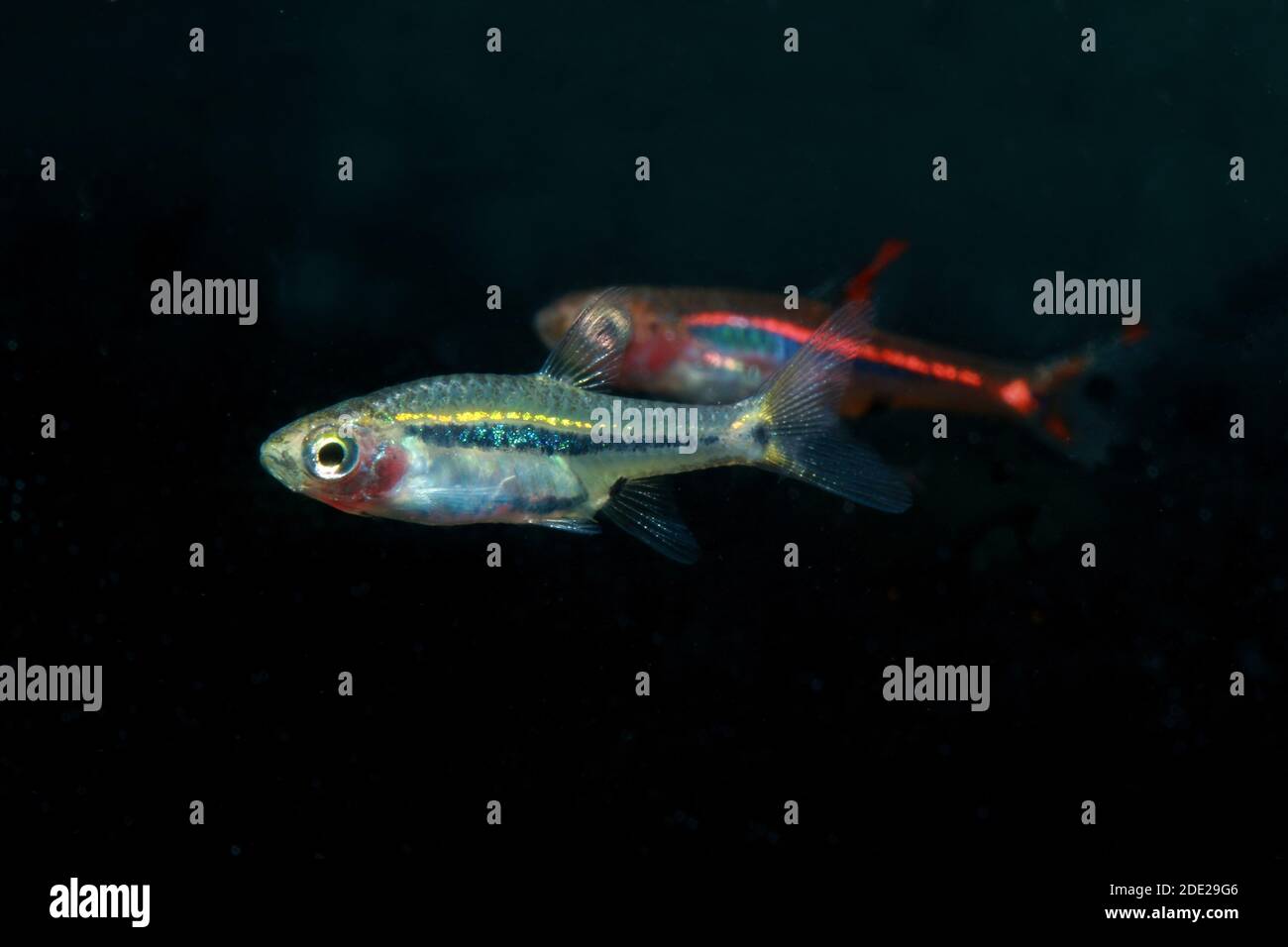 Le moins Rasbora, Rasbora urophalmoides est un petit poisson. Banque D'Images