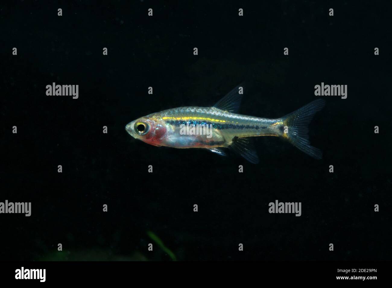 Le moins Rasbora, Rasbora urophalmoides est un petit poisson. Banque D'Images