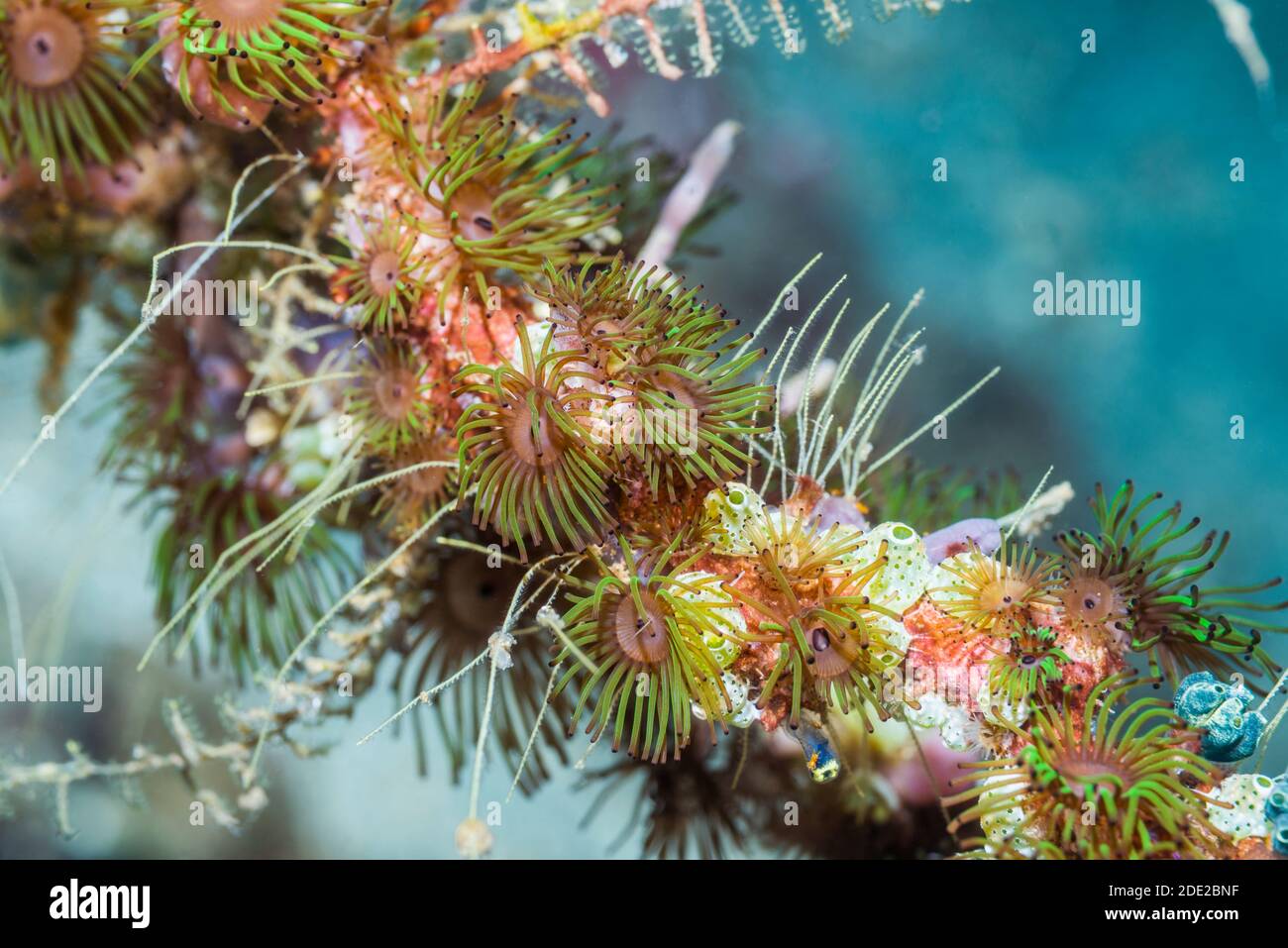 Anémones coloniales [Amphianthus nitidus] avec des jets de mer d'ourn verts [Didemnum molle] [Atriolum robustum]. Détroit de Lembeh, Nord de Sulawesi, Indonésie. Banque D'Images