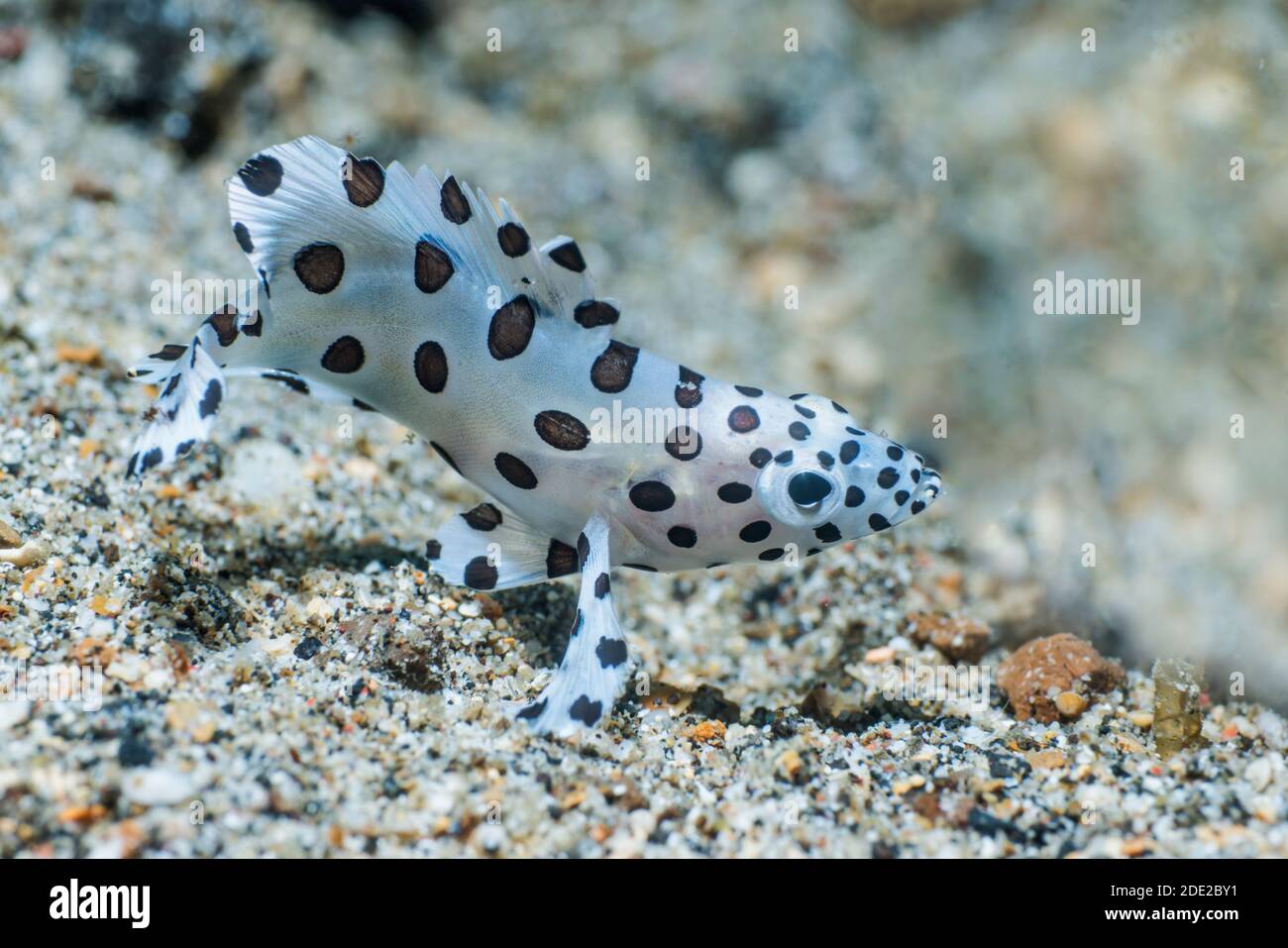 La Loche juvénile [Cromileptes altivelis]. Détroit de Lembeh, au nord de Sulawesi, Indonésie. Banque D'Images