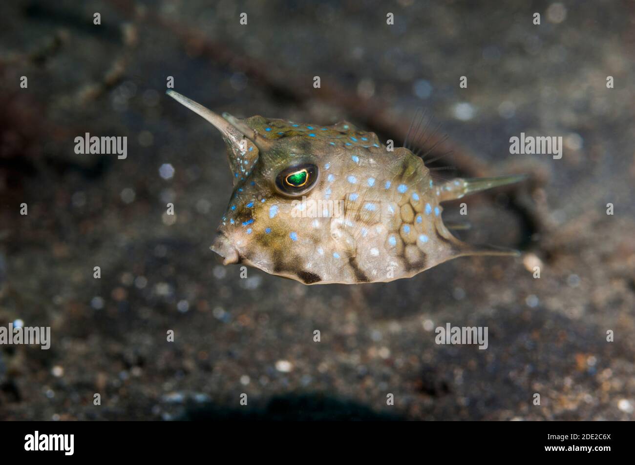 [Lactoria cornuta cowfish Longhorn]. La Papouasie occidentale, en Indonésie. Banque D'Images