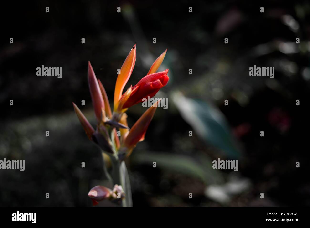 Langoustes, Heliconia fleurit dans le jardin. Les noms communs pour le genre comprennent Dwarf Jamaican Flower Banque D'Images