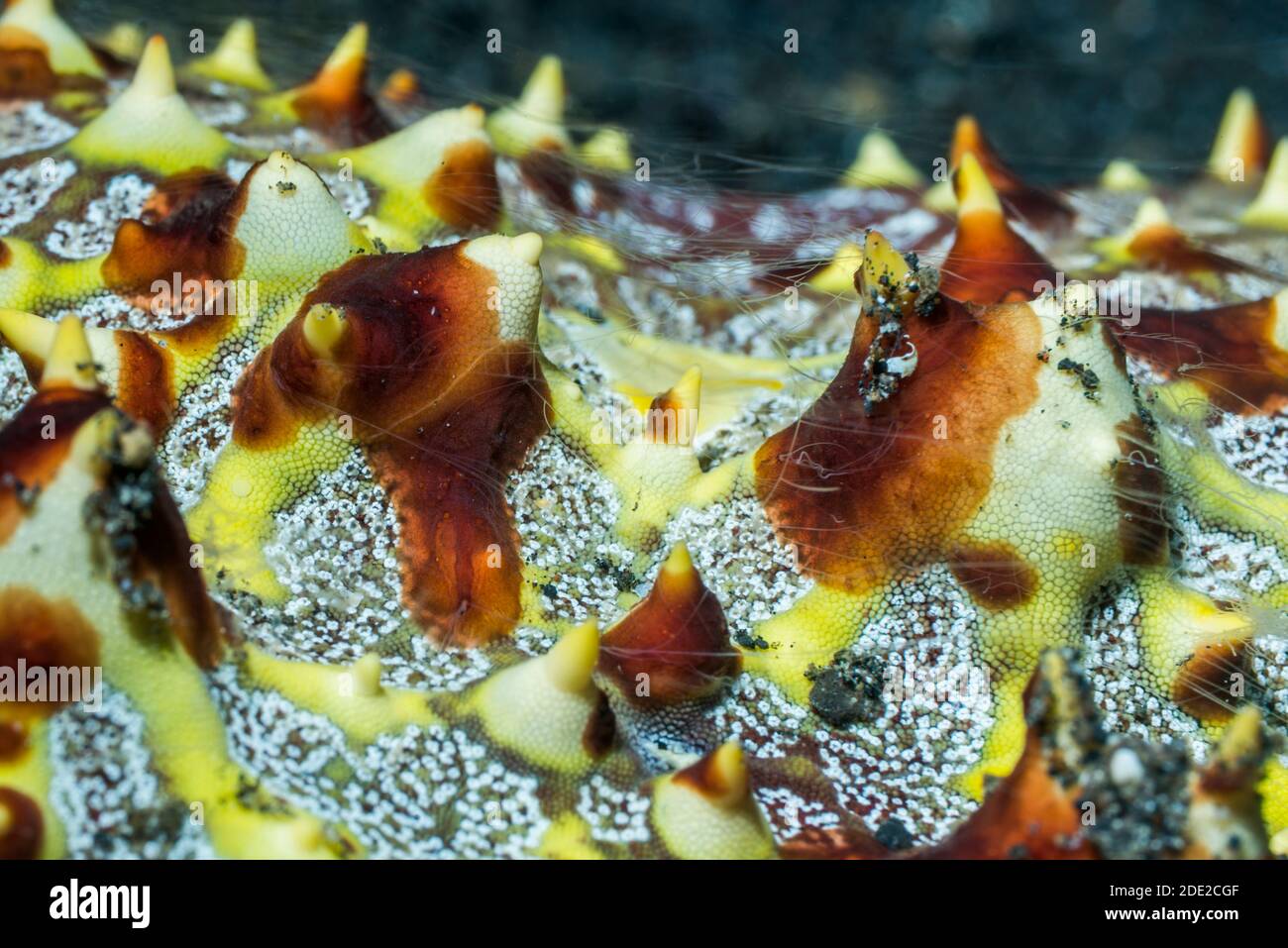 Les cténophores sur Nid d'étoiles de mer [Pentaceraster alveolatus]. Détroit de Lembeh, au nord de Sulawesi, Indonésie. Banque D'Images