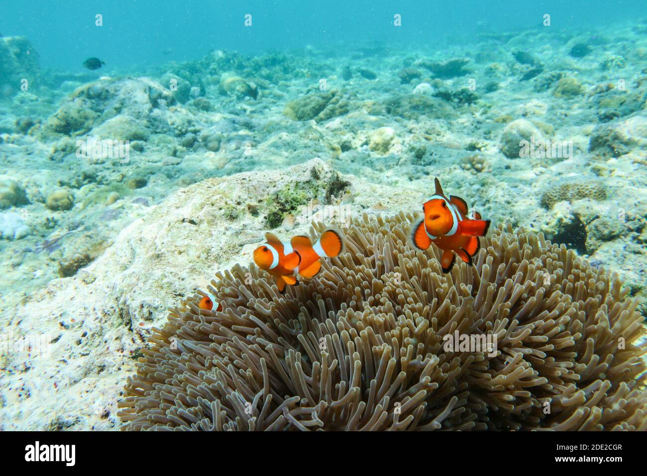 La beauté sous-marine de l'île de Menjangan, parc national de Bali Ouest, Indonésie. Banque D'Images