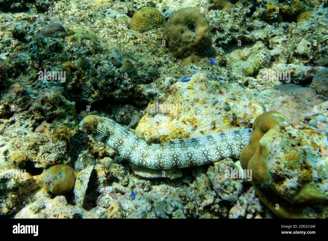 La beauté sous-marine de l'île de Menjangan, parc national de Bali Ouest, Indonésie. Banque D'Images