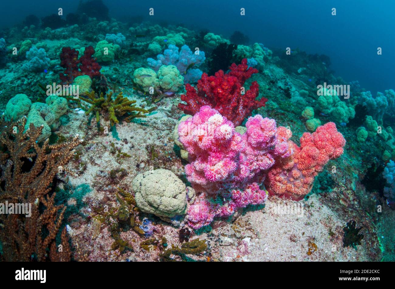 Les coraux mous [Dendronephthya sp.] le récif de corail. La Papouasie occidentale, en Indonésie. Banque D'Images