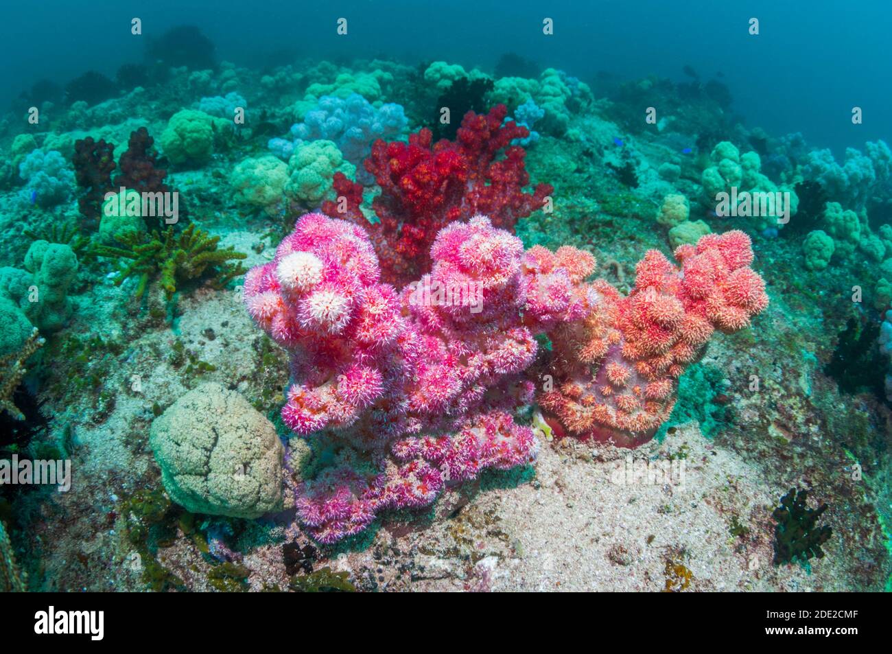 Les coraux mous [Dendronephthya sp.] le récif de corail. La Papouasie occidentale, en Indonésie. Banque D'Images
