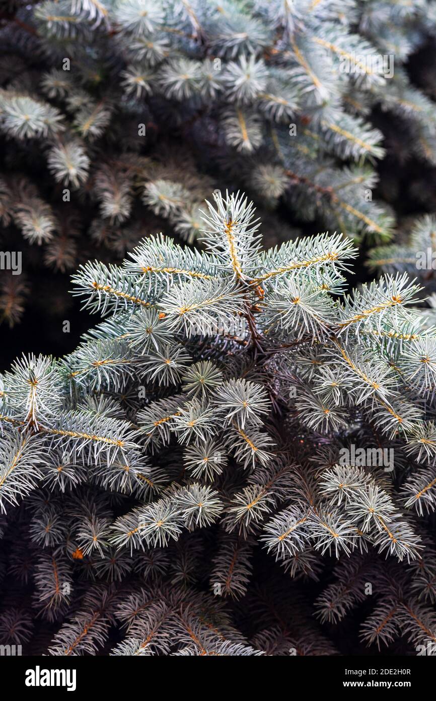 PIN argenté, pin argenté, pin argenté, brunches de sapin photo rapprochée Banque D'Images