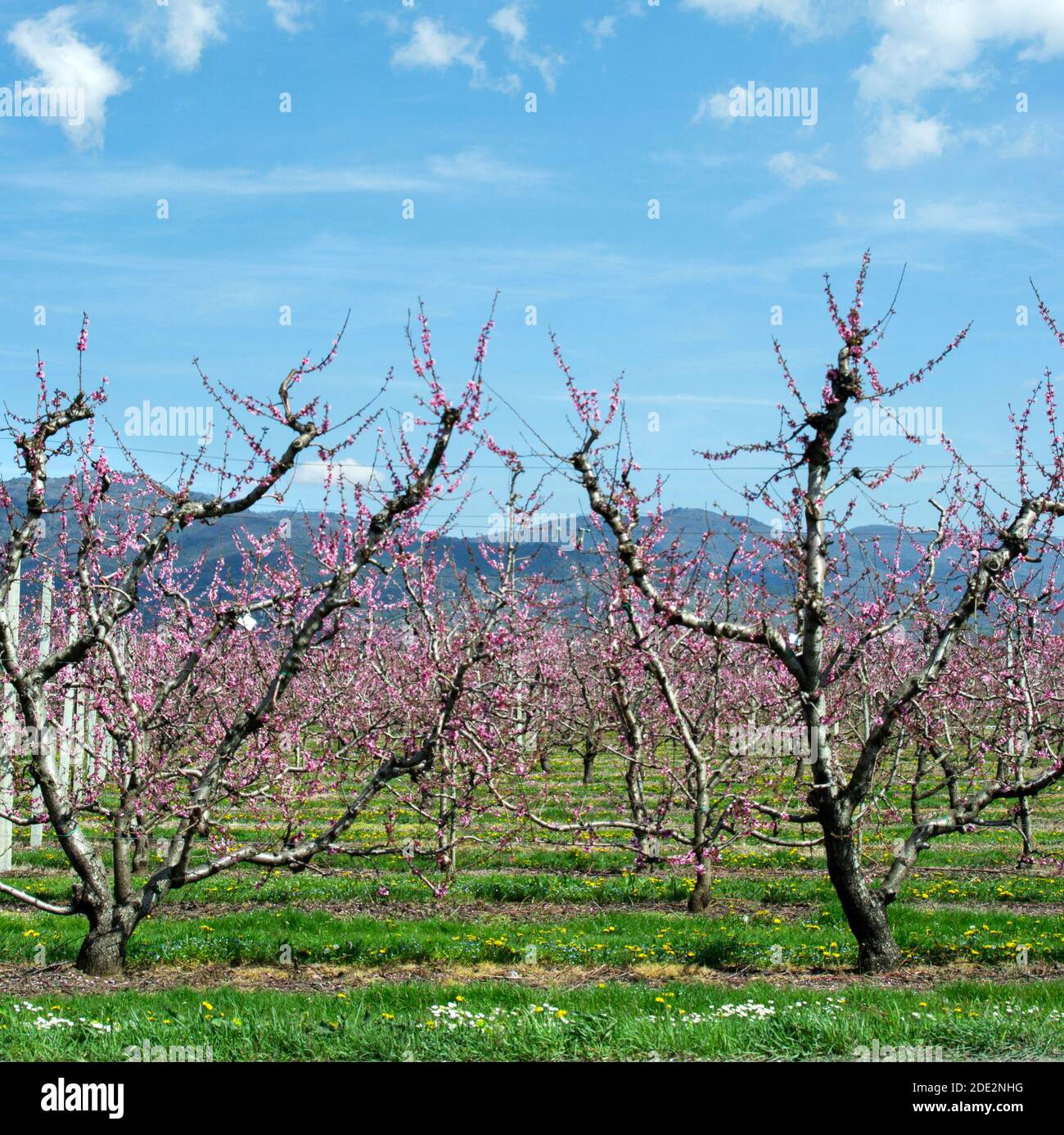 verger de pêche tout en fleur le jour ensoleillé du printemps Banque D'Images