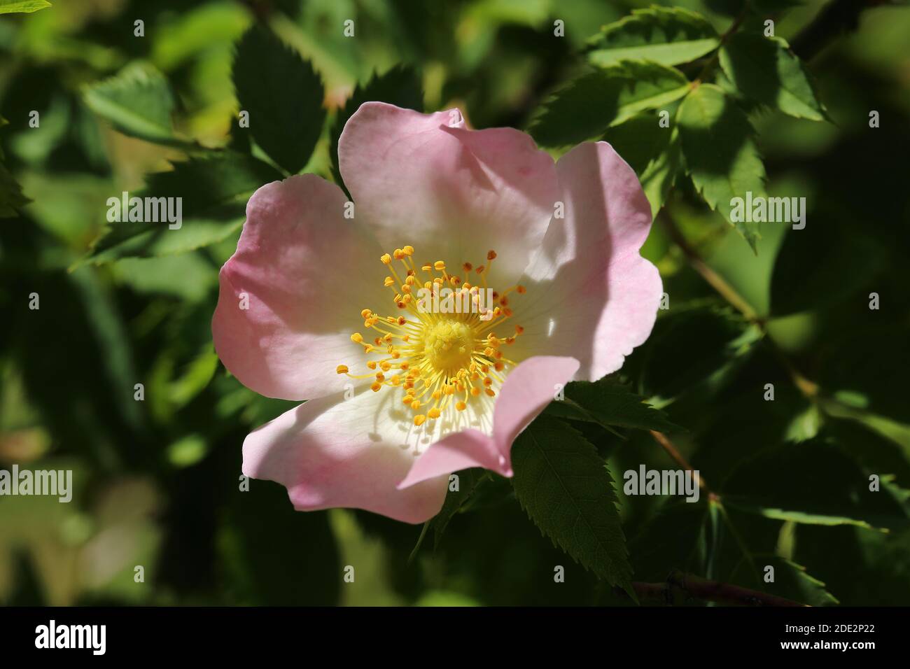 Role Downy Rose (Rosa tomentosa) dans la carrière de Breakheart, Dursley, Gloucestershire Banque D'Images