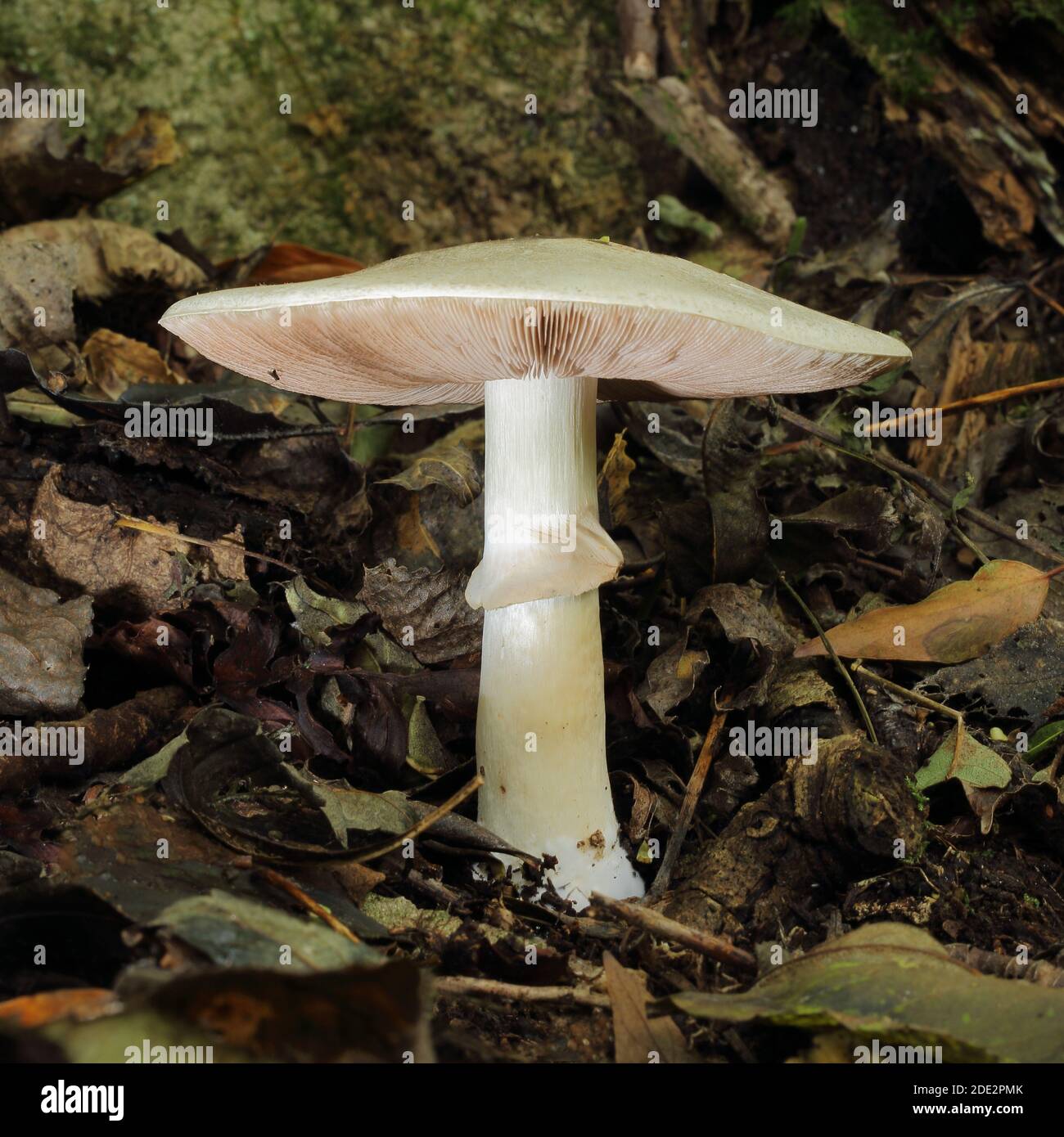 Faux champignon Deathcap (Amanita citrina) dans le parc Woodchester SSSI (propriété du National Trust) près de Nailsworth et Stroud, Gloucestershire Banque D'Images