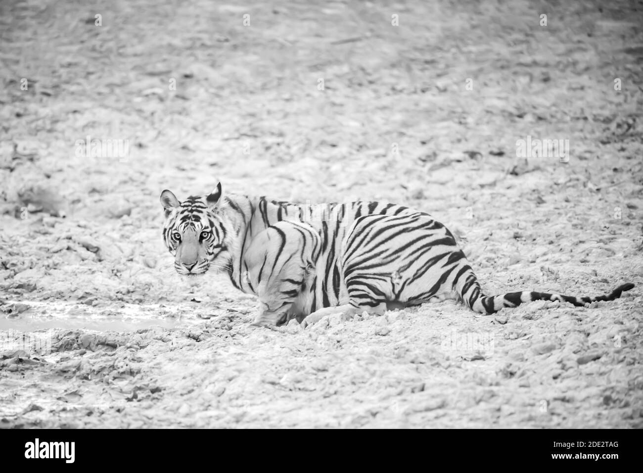 Le tigre du Bengale (Panthera tigris tigris) est originaire du sous-continent indien. Banque D'Images