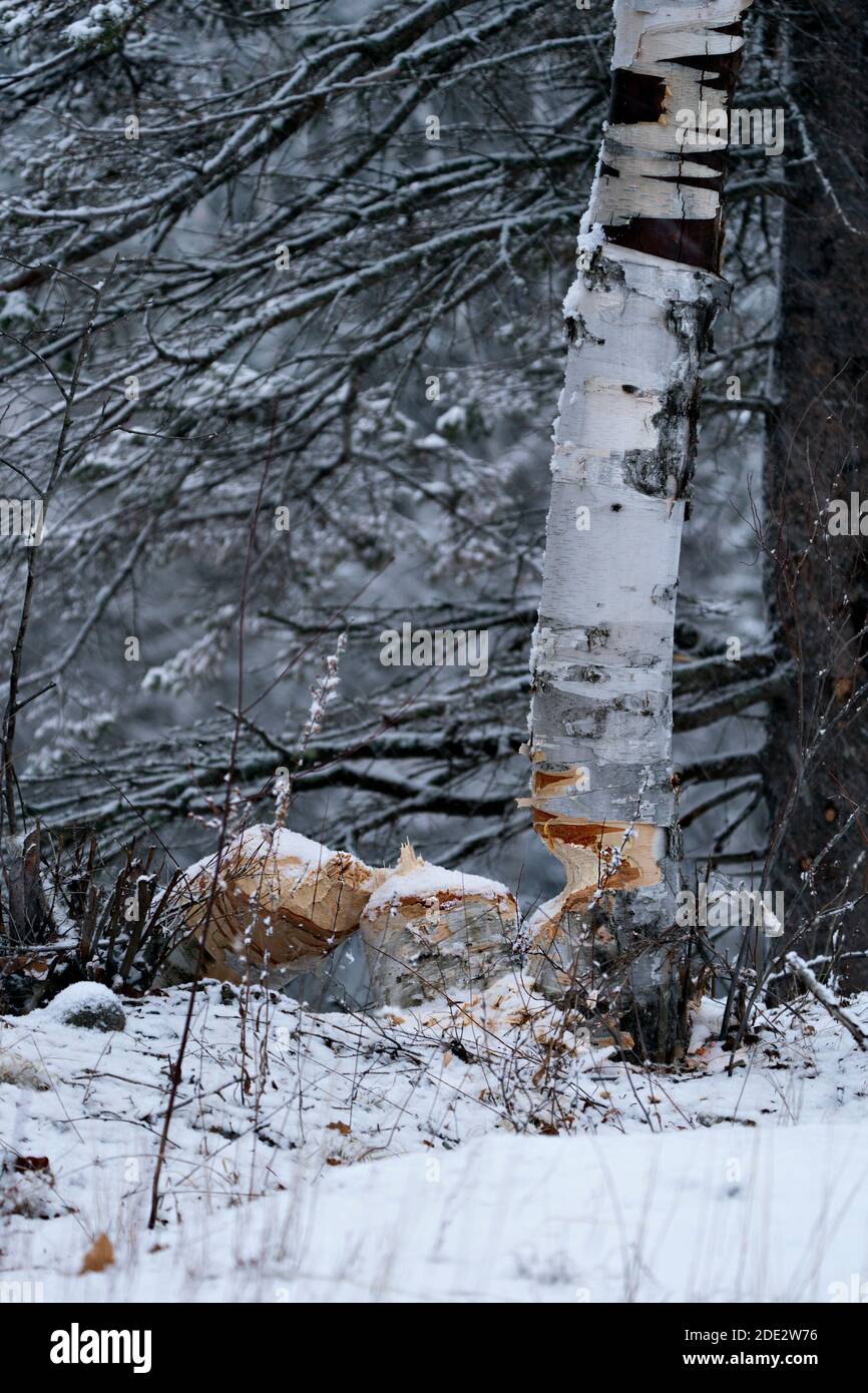 Photo de Beaver. Saison d'hiver. Beaver Couper le stock de bouleau photo. Marques de dents de castor. Travail de castor. Photo de stock d'activité Beaver. Arbre abattu b Banque D'Images