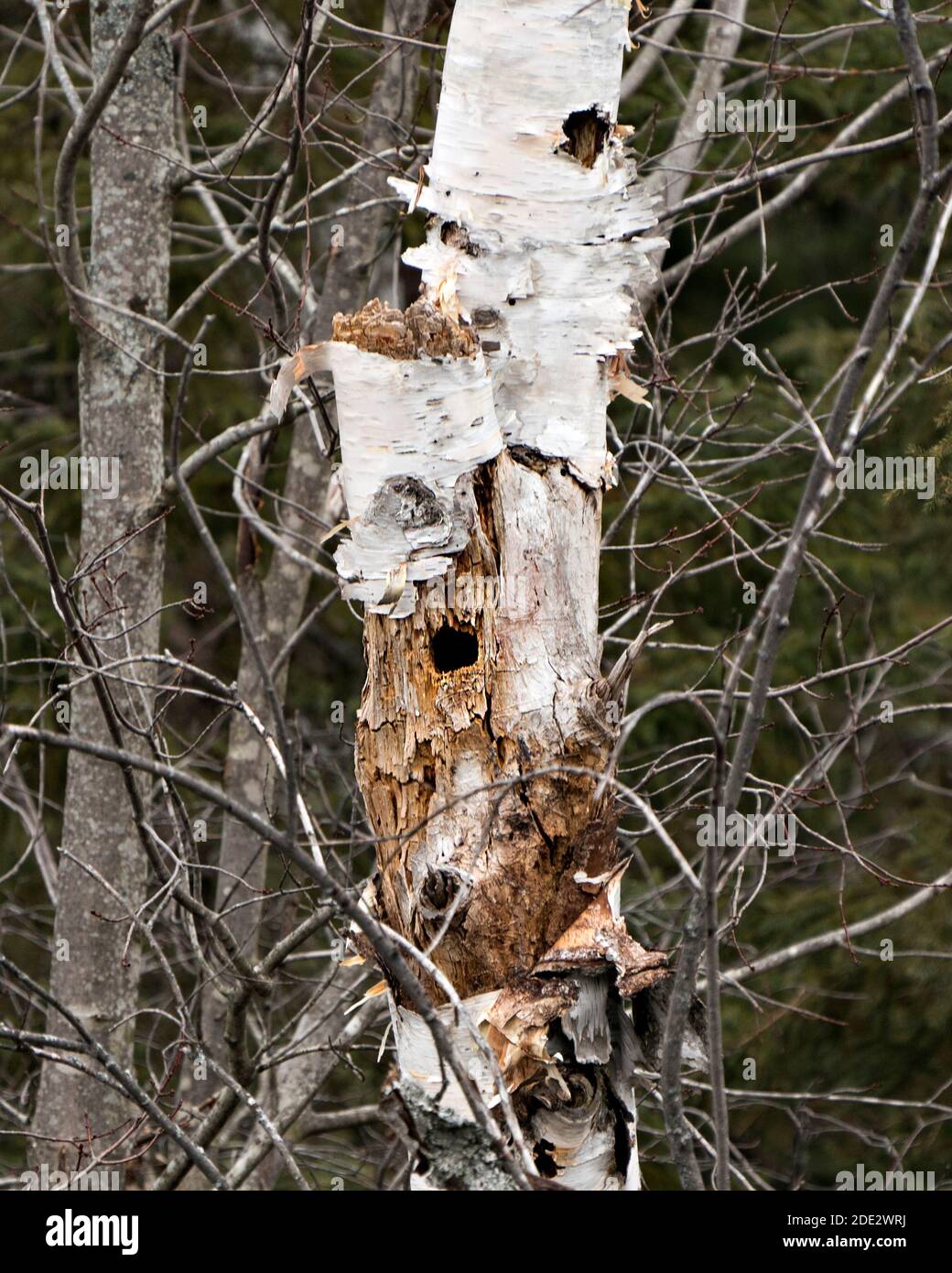 Photos de Birch Tree. Bouleau avec pic à pépin stock photos, Images, photos avec fond de forêt. Trous dans le tronc de bouleau Banque D'Images