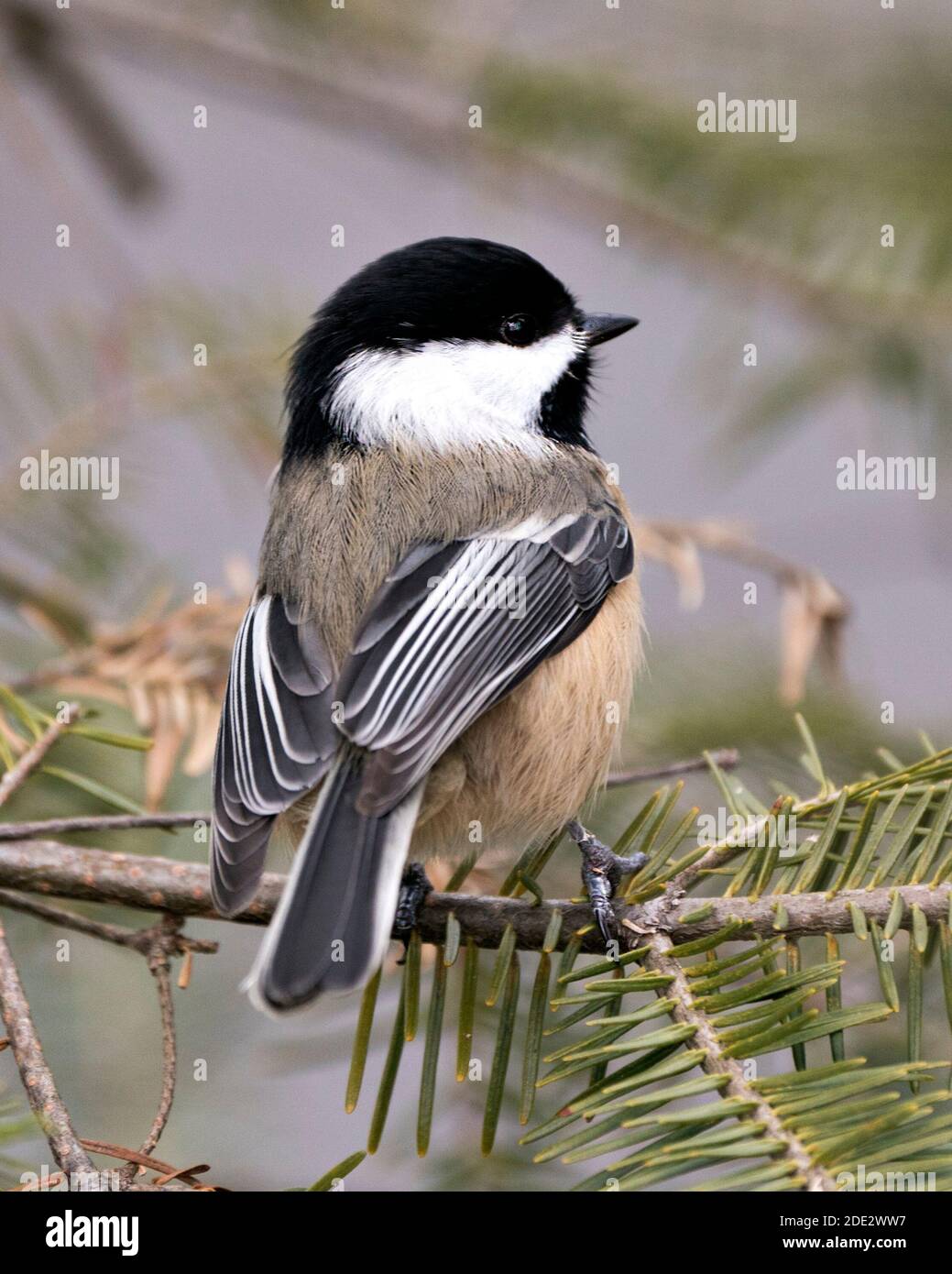 Vue en gros plan de Chickadee sur une branche de sapin avec un arrière-plan flou dans son environnement et son habitat, avec des ailes de plumage de plumes grises. Banque D'Images