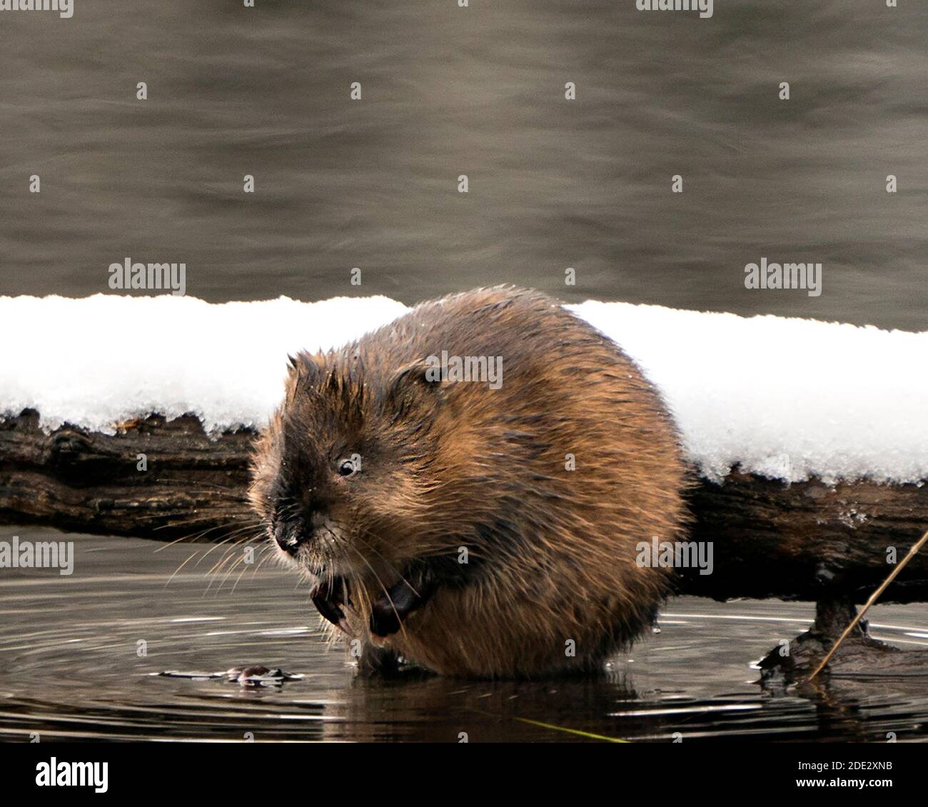 Rat musqué dans l'eau affichant sa fourrure brune par une bûche avec de la neige avec un fond d'eau flou dans son environnement et son habitat. Image. Image. Portrait Banque D'Images