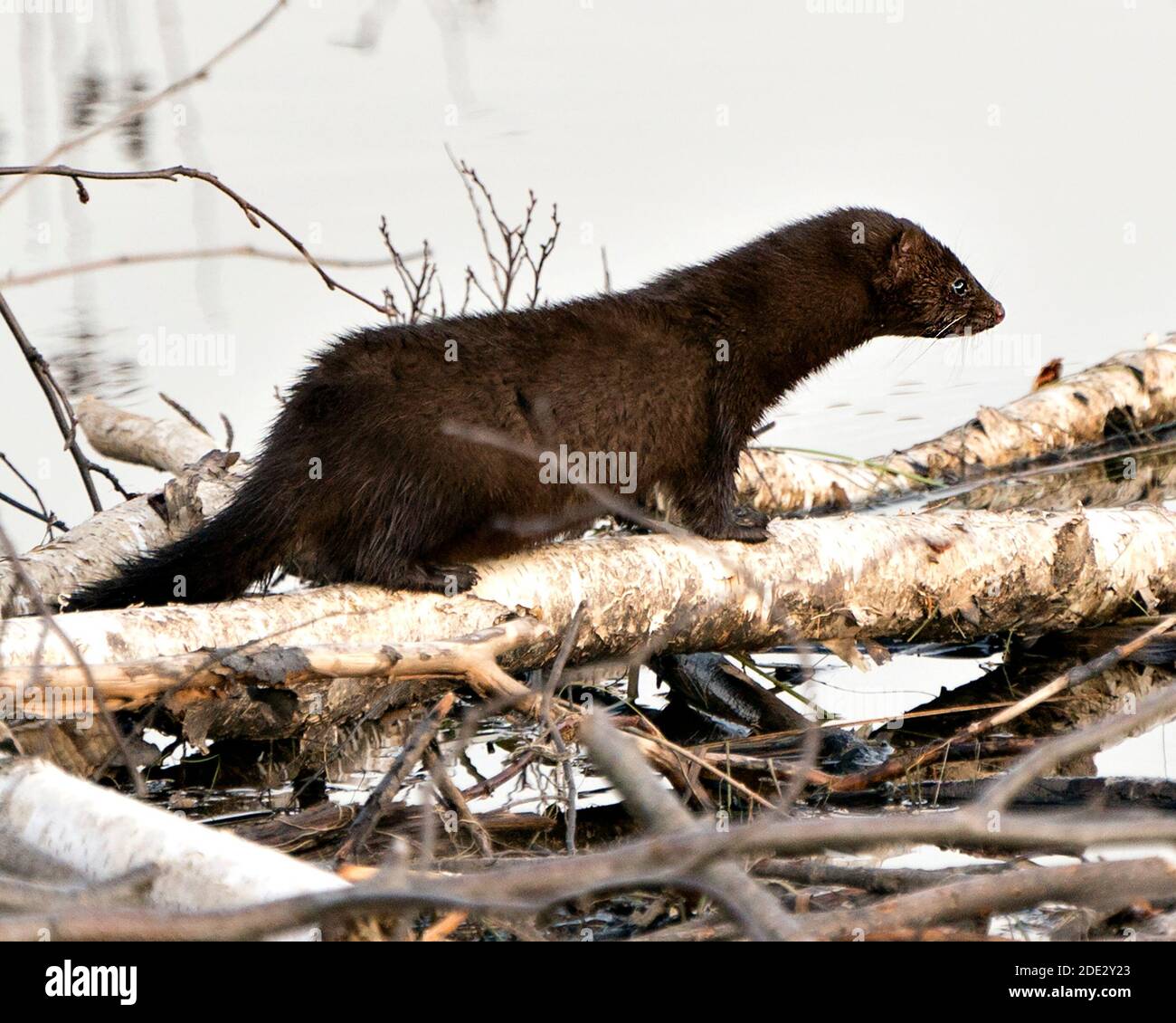 Vue en gros plan du vison sur un arbre de bouleau coupé par l'eau par sa terelle avec un arrière-plan flou dans son environnement et son habitat affichant sa fourrure. Banque D'Images