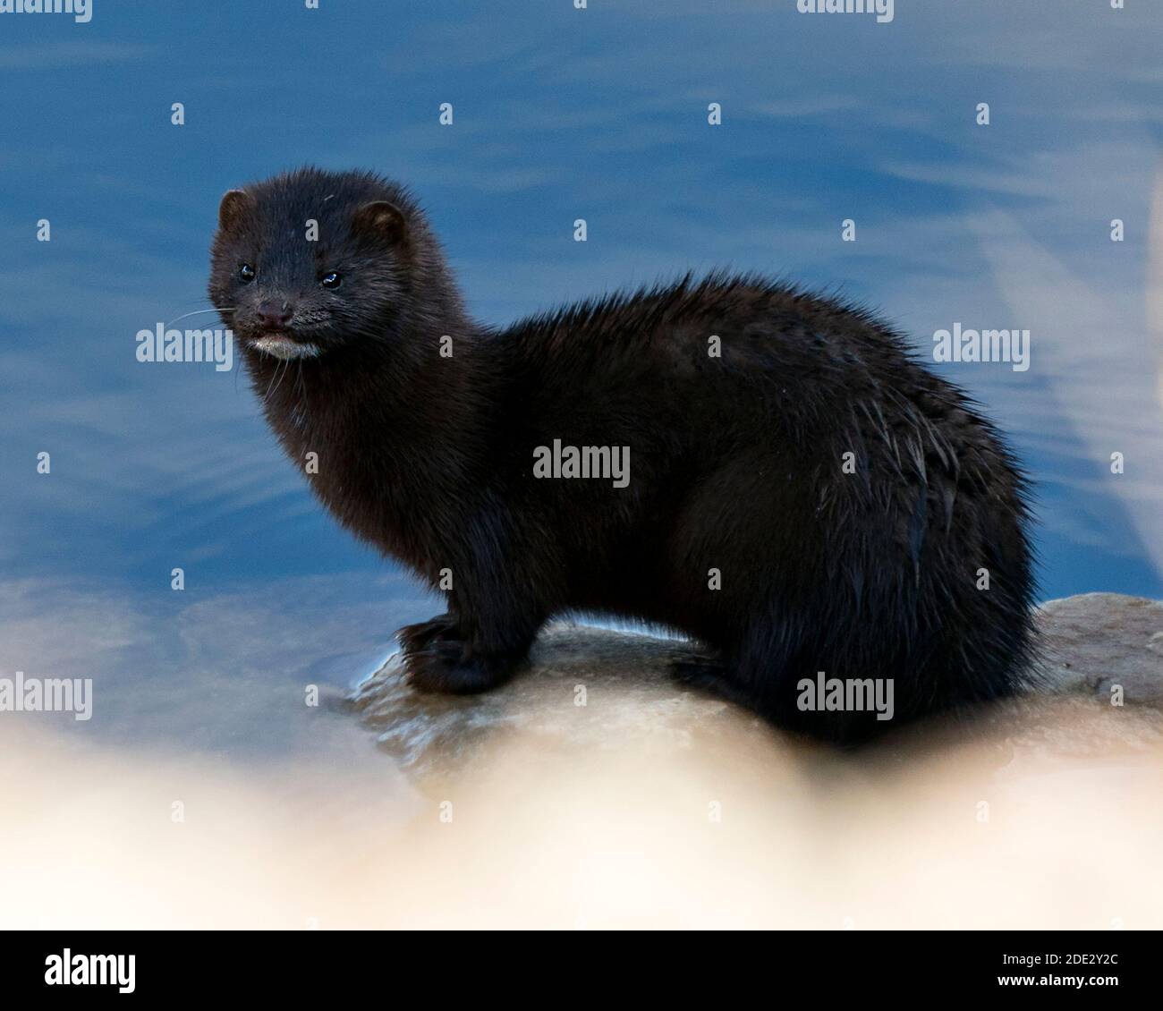 Vue en gros plan du vison assis sur une roche avec un fond bleu flou d'eau dans son environnement et son habitat affichant sa fourrure brunâtre, ses pattes. Regarder Banque D'Images