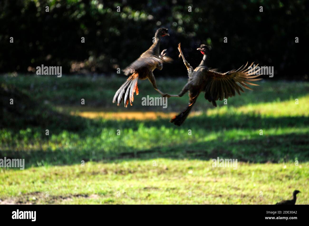 Une paire de chachachalacas mâles Chaco dans un combat. Ce sont des oiseaux indigènes du centre de l'Amérique du Sud dans les zones humides du Pantanal au Brésil. Le Pantanal est le Banque D'Images