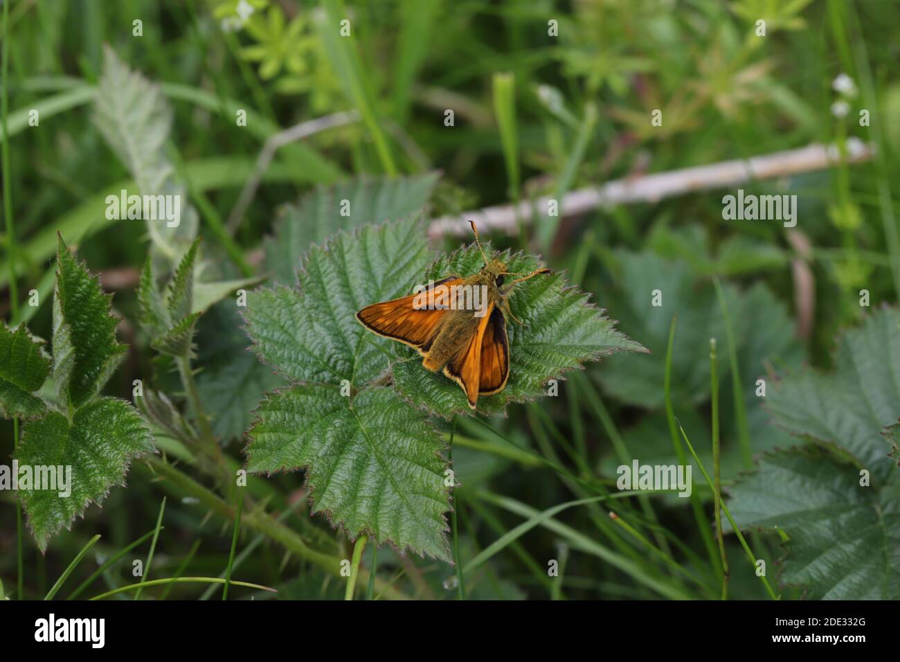 Grand skipper butterfly Banque D'Images