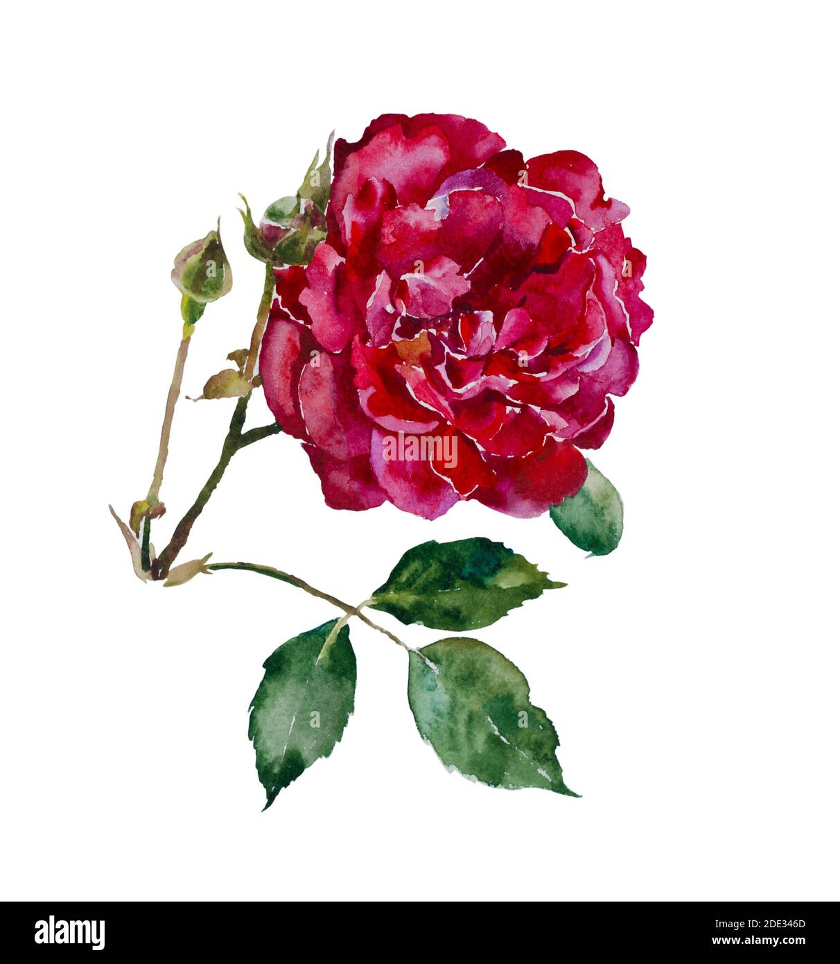 Tête de rose rouge foncé avec feuilles et branche originale illustration aquarelle isolée sur fond blanc Banque D'Images