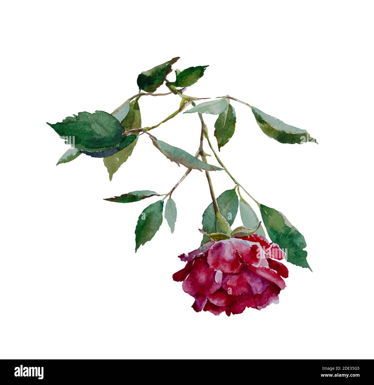 Tête de rose rouge foncé avec branche de feuilles illustration d'aquarelle originale isolé sur fond blanc Banque D'Images