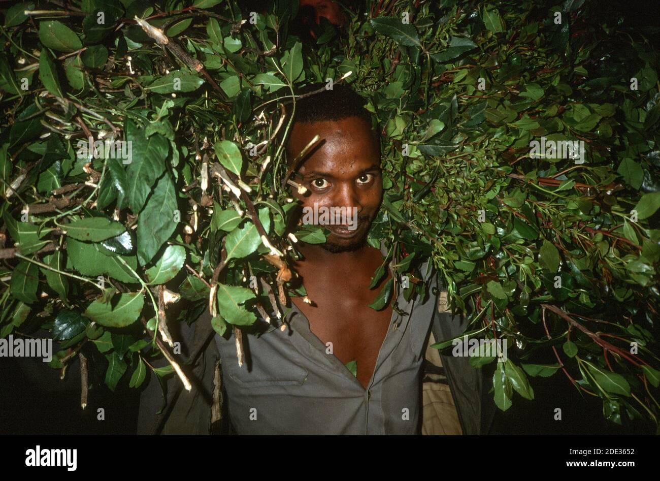 Travailleur de nuit masculin portant une balle de khat sur ses épaules. Deder, région d'Oromia, Éthiopie Banque D'Images