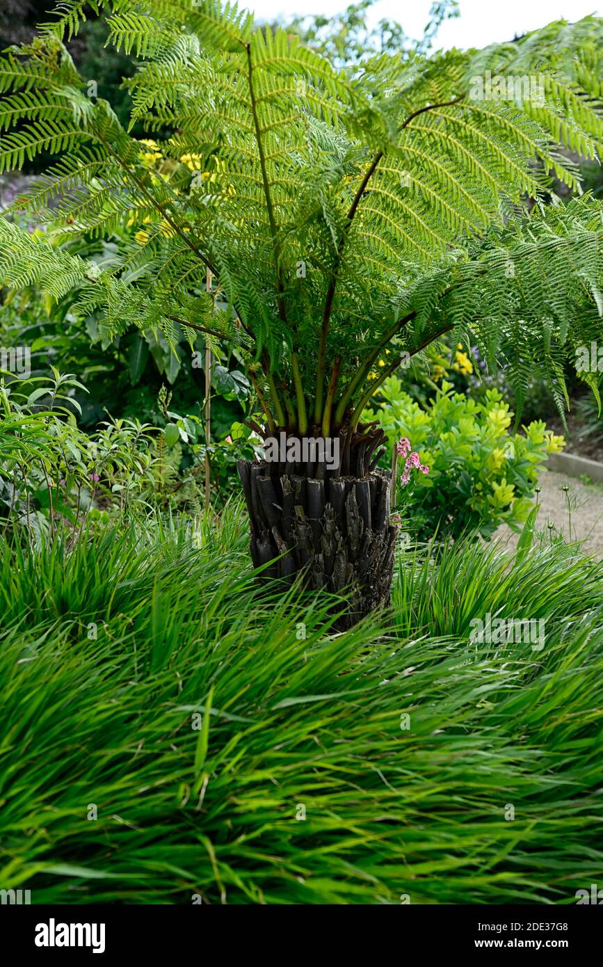 Dicksonia Antartica,Fern d'arbre,hakonechloa macra,herbe de forêt japonaise,patio,ombragé,ombragé,ombre,zone,fernery,fougères d'arbre,caractéristique,programme de plantation,jardin, Banque D'Images