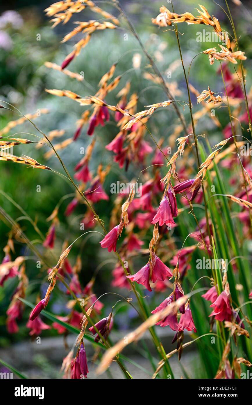 Tigridia igneum,fleurs corail rose,vivaces,grand,ballants,pendaison,fleurs en forme de cloche,anges,cannes à pêche,vivaces vivaces Floral,RM Banque D'Images