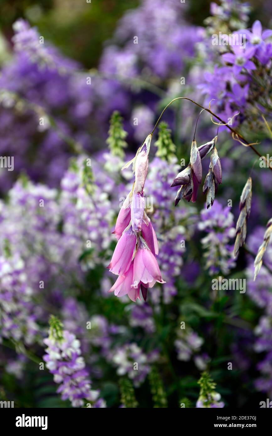 Dierama pulcherrimum,fleurs roses pourpres,fleurs,vivaces,arching,pendante,en forme de cloche,cannes à pêche d'anges,indigofera en arrière-plan,RM Floral Banque D'Images