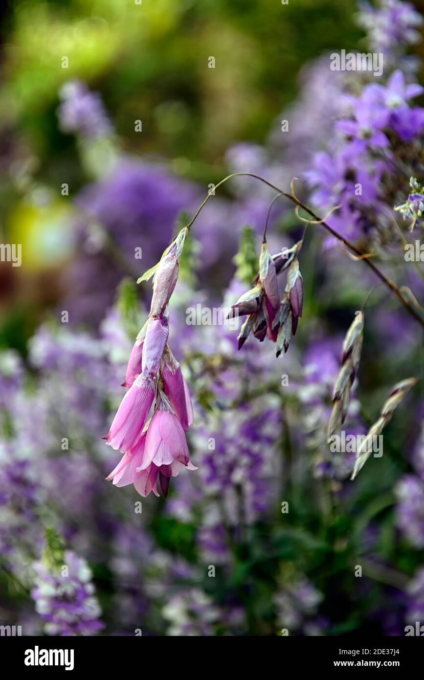 Dierama pulcherrimum,fleurs roses pourpres,fleurs,vivaces,arching,pendante,en forme de cloche,cannes à pêche d'anges,indigofera en arrière-plan,RM Banque D'Images