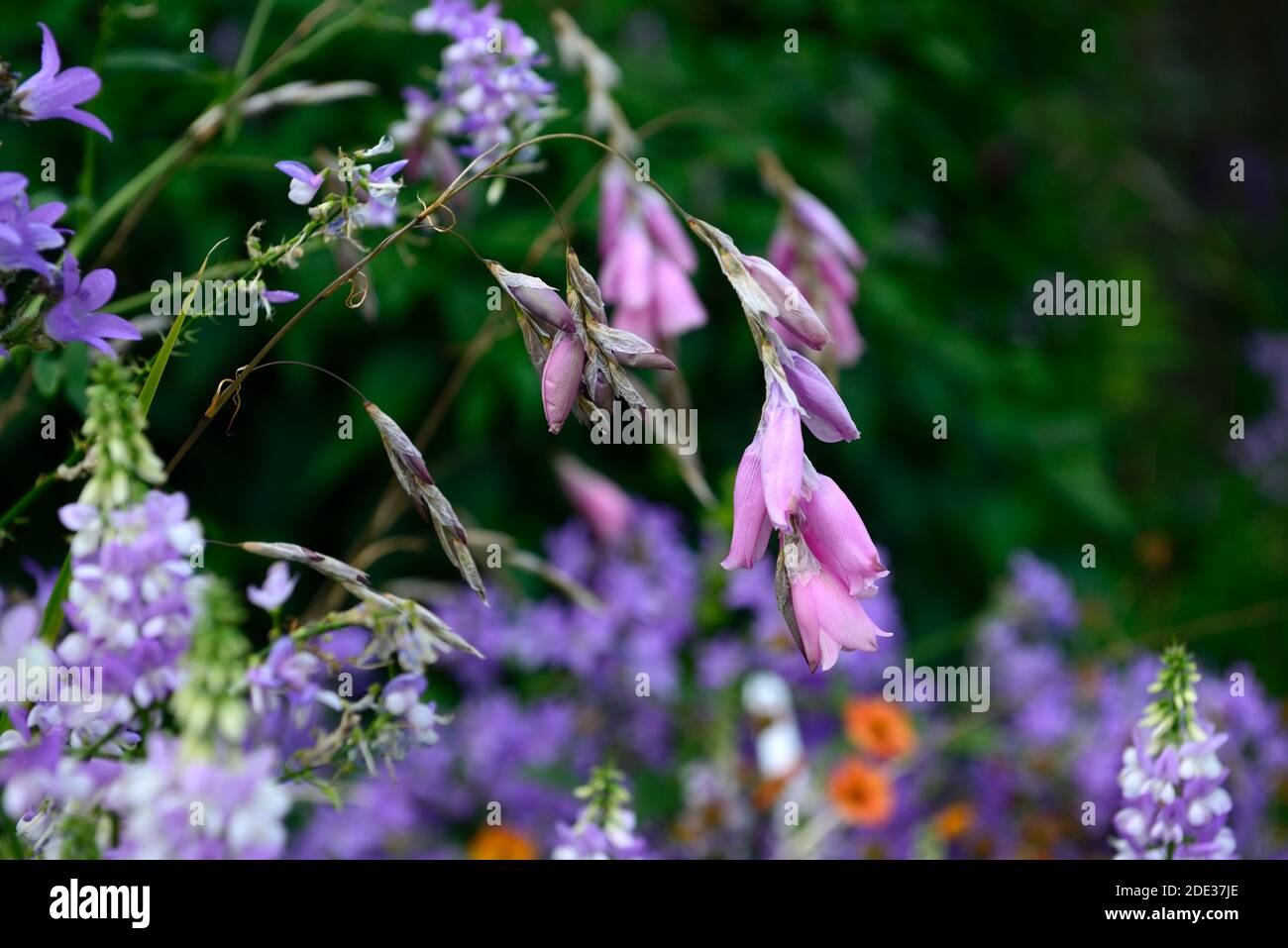 Dierama pulcherrimum,fleurs roses pourpres,fleurs,vivaces,arching,pendante,en forme de cloche,cannes à pêche d'anges,indigofera en arrière-plan,RM Floral Banque D'Images