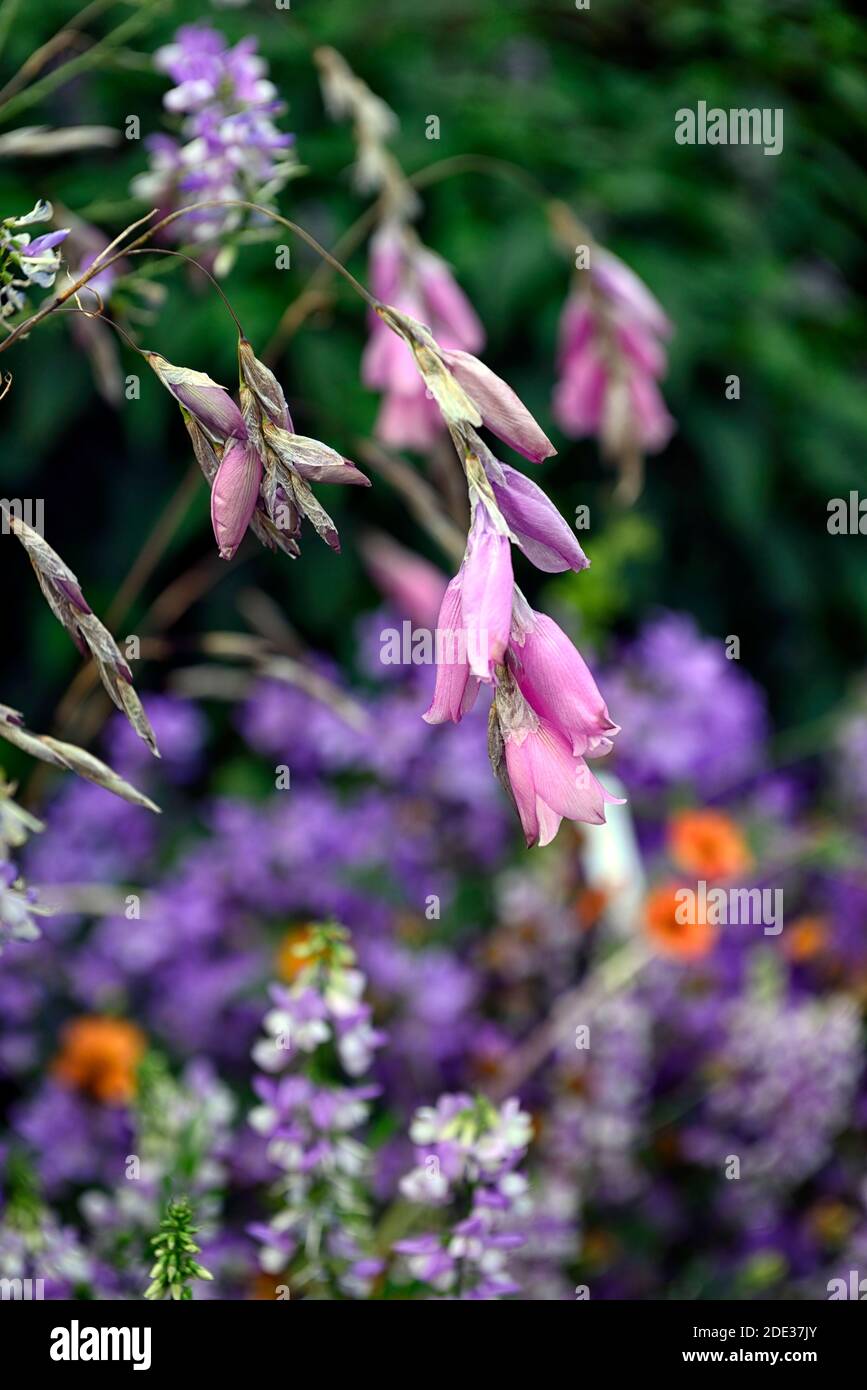 Dierama pulcherrimum,fleurs roses pourpres,fleurs,vivaces,arching,pendante,en forme de cloche,cannes à pêche d'anges,indigofera en arrière-plan,RM Floral Banque D'Images