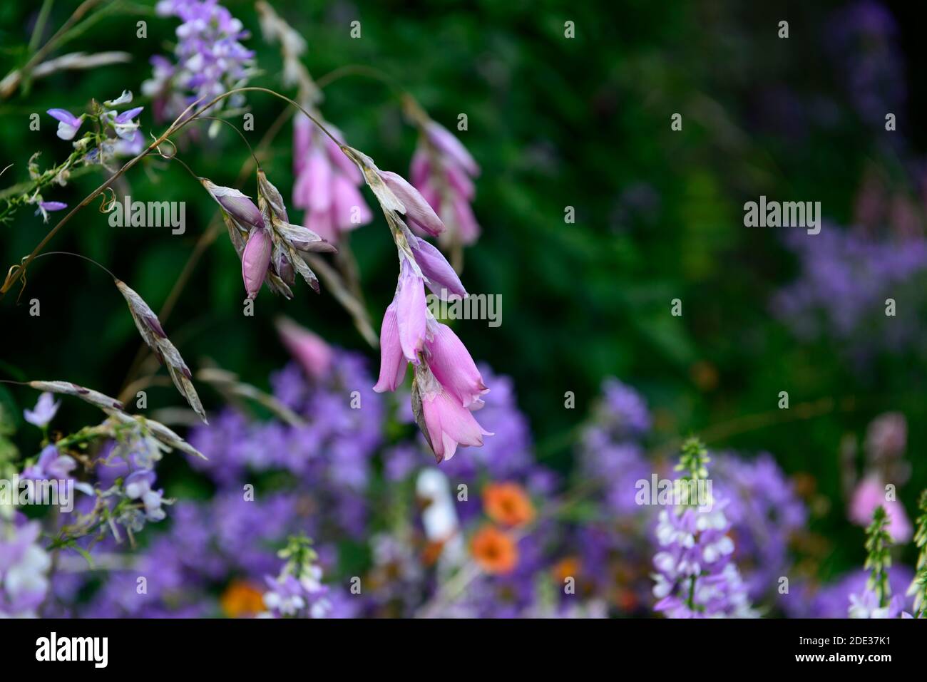 Dierama pulcherrimum,fleurs roses pourpres,fleurs,vivaces,arching,pendante,en forme de cloche,cannes à pêche d'anges,indigofera en arrière-plan,RM Floral Banque D'Images