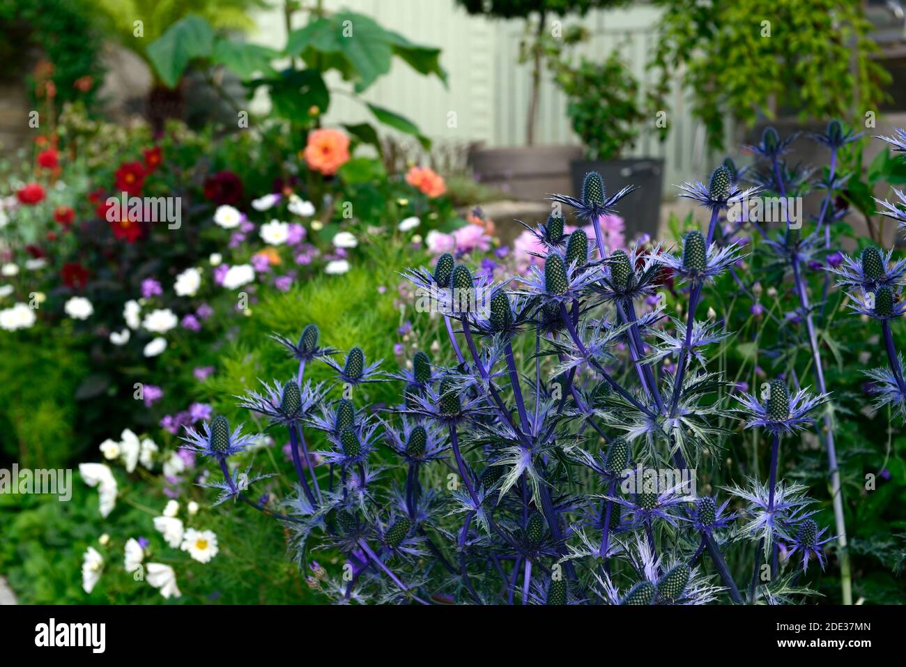 Eryngium X Zabelii Grand Bleu,Holly de mer,fleurs bleues,fleur bleue,Floraison,bordure,RM Floral Banque D'Images