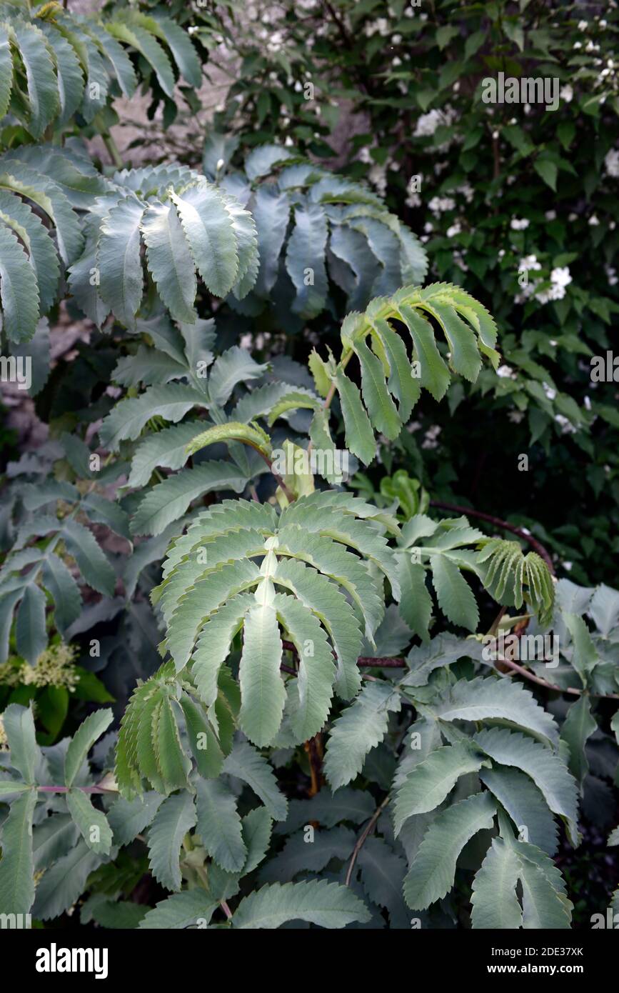 Melianthus Major Antonow's Blue,Antonow Honeybush,feuillage bleu vert,feuilles,plante architecturale,jardin,RM Floral Banque D'Images