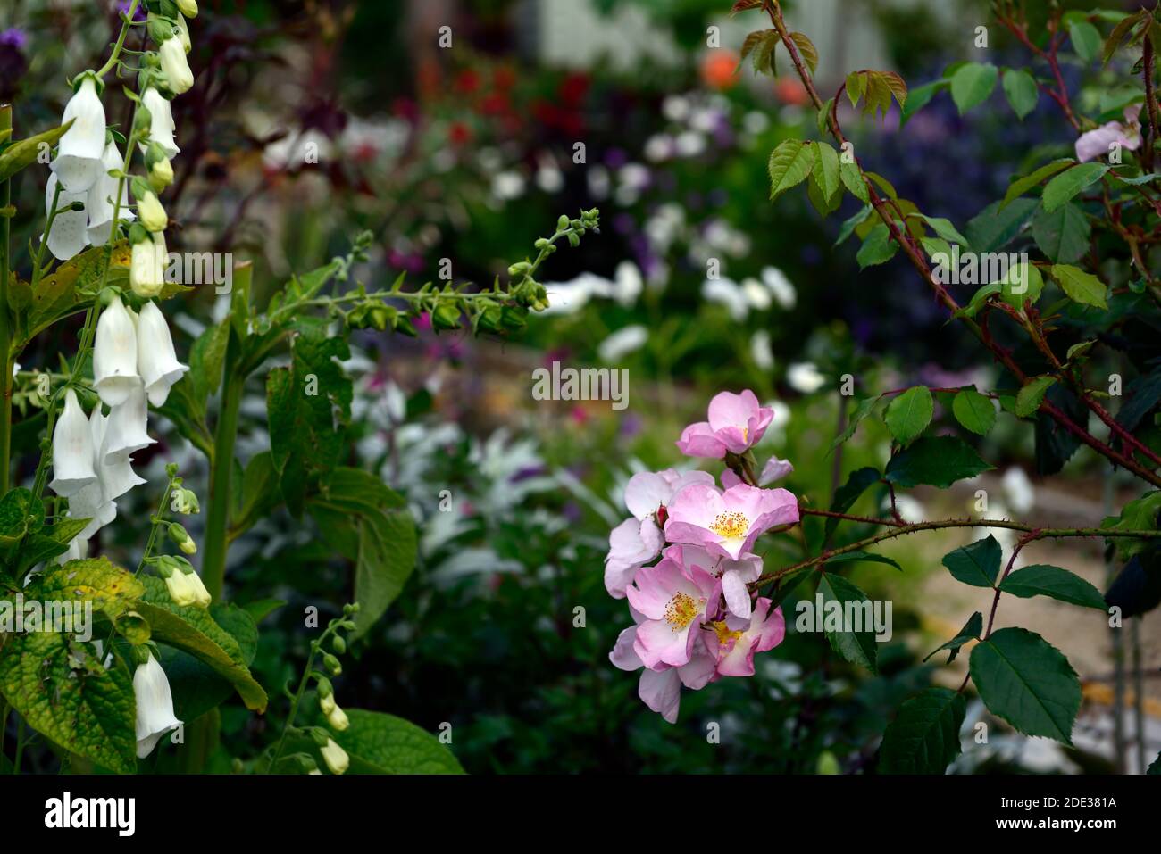 Rosa Open Arms,Rose Open Arms,Chewpixcel,Rambling Rose,fleur rose pâle,fleur,fleur,simple pétale rose,blanc foxglove, digitalis alba, RM floral Banque D'Images