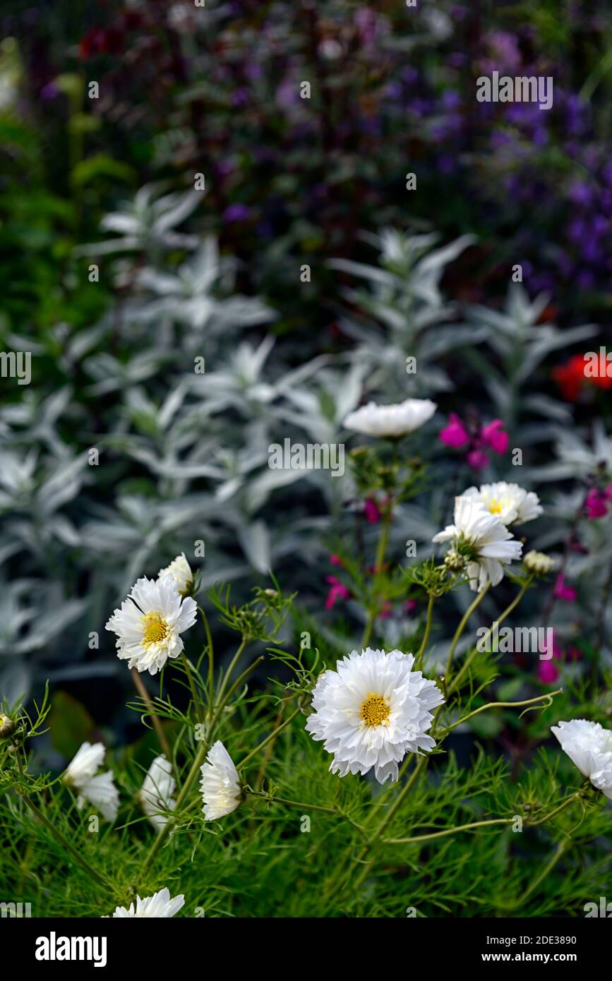 Blanc double cosmos,fleurs blanches,fleurs blanches doubles,annuel,annuals,,combinaison de plantation,RM Floral Banque D'Images