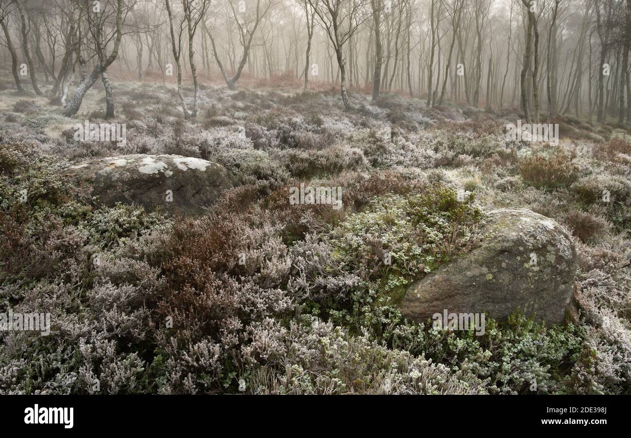 Le gel couvrait la végétation sur les landes et les bois brumeux dans le Peak District. Pris au début de l'hiver. Banque D'Images