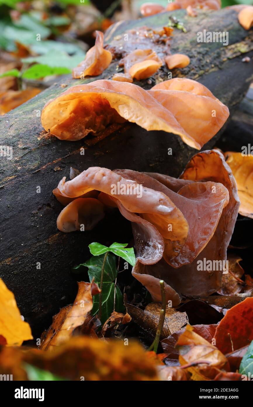 Jelly champignon d'oreille Banque D'Images