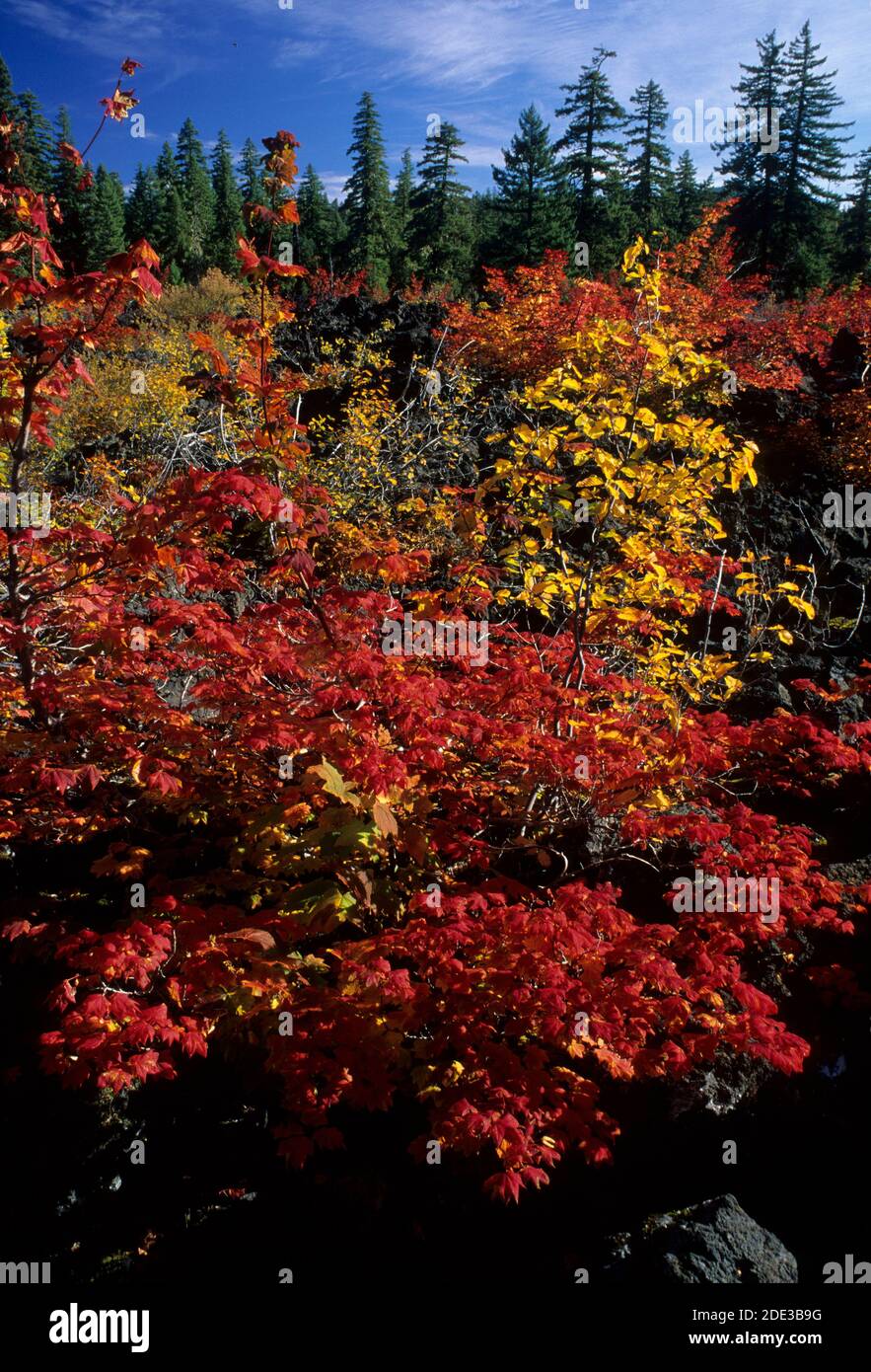 Érable à l'automne, forêt nationale de Willamette, Oregon Banque D'Images