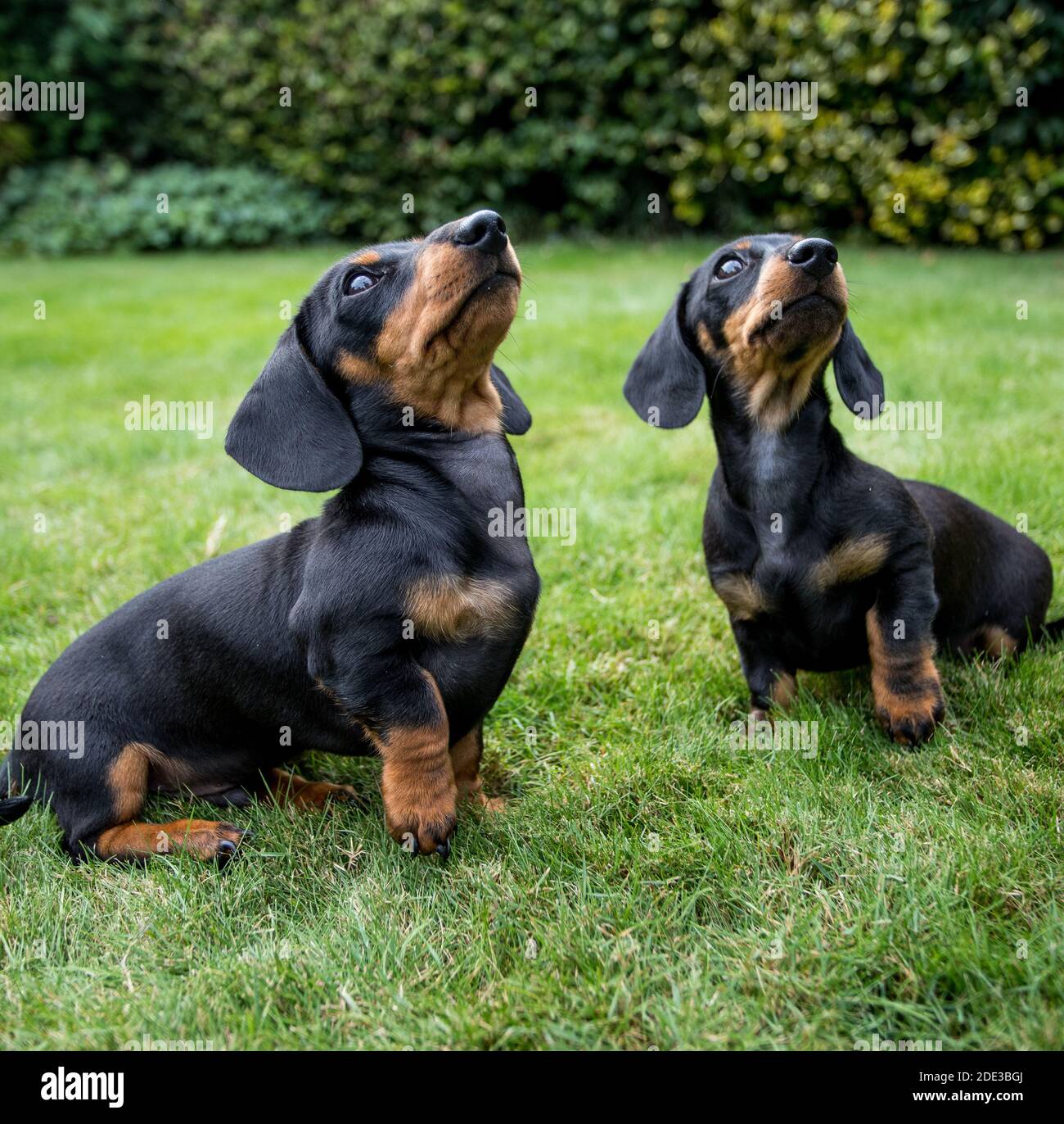 Deux chiots de dachshund Banque D'Images