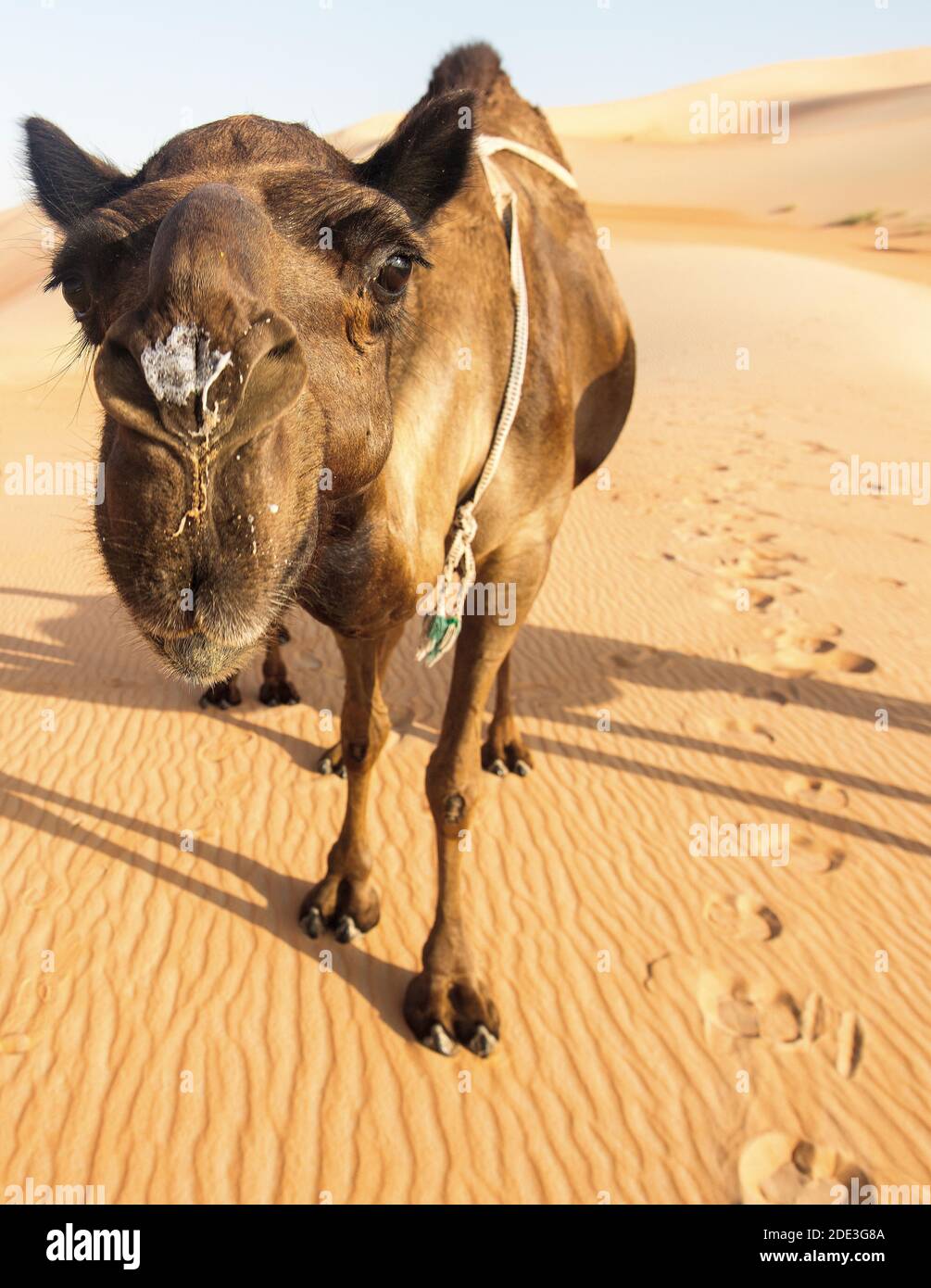 Appareil photo curieux chameau gros plan dans le désert de RUB'al Kali aka Le trimestre vide Banque D'Images