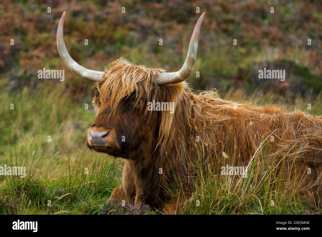 Bétail des Highlands assis sur un champ herbacé, île de Skye, Écosse, Royaume-Uni Banque D'Images