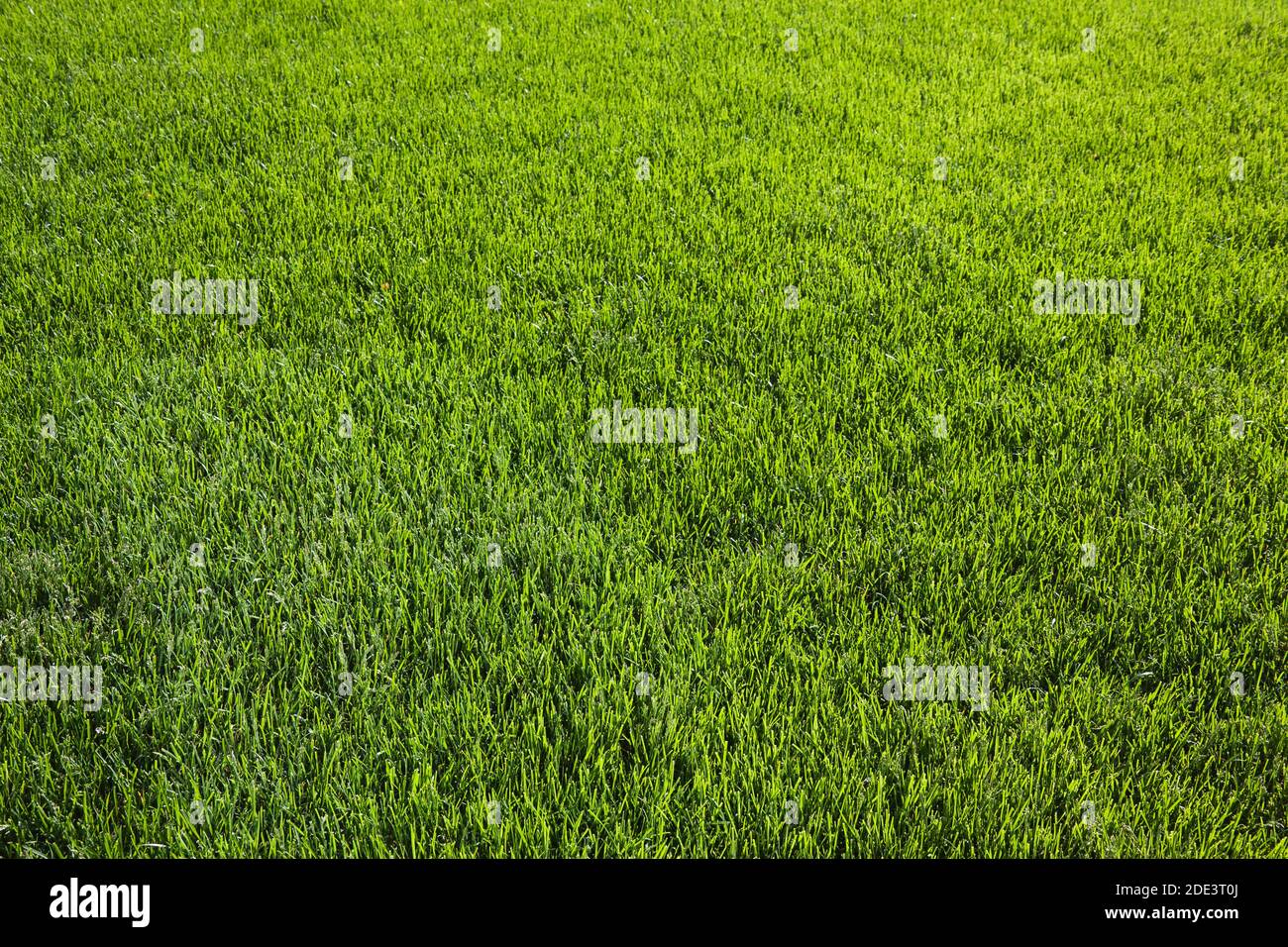 Pelouse au printemps, Ottawa, Ontario, Canada Banque D'Images