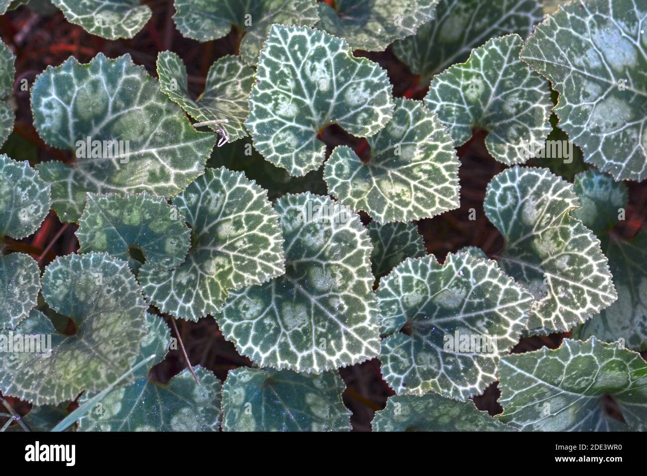 Feuilles de cyclamen Banque D'Images