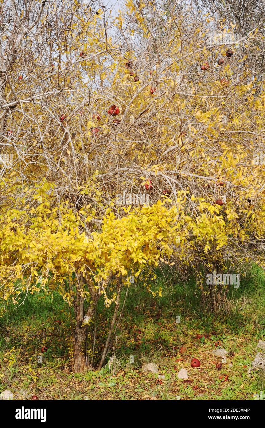 Arbre grenade aux couleurs d'automne Banque D'Images