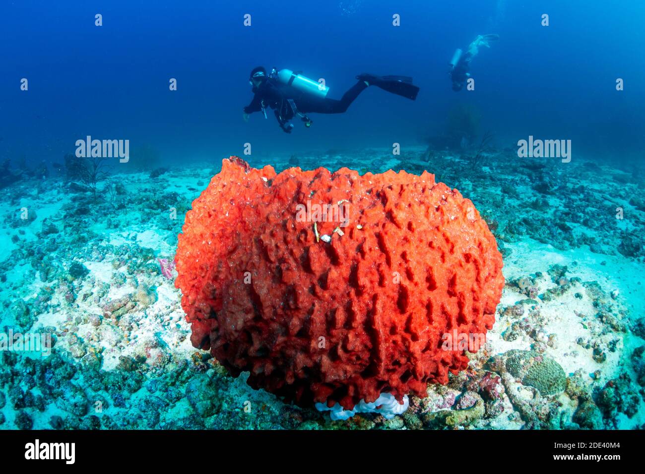 Grande éponge sous-marine avec plongée en arrière-plan sur un récif tropical de corail. Banque D'Images