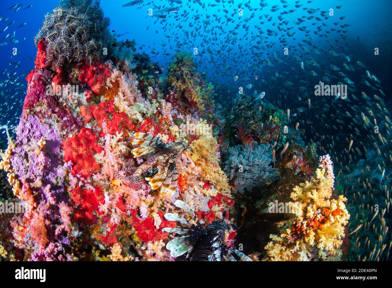 Lionfish et beaux coraux mous sur un récif tropical de corail (Koh bon, Thaïlande) Banque D'Images